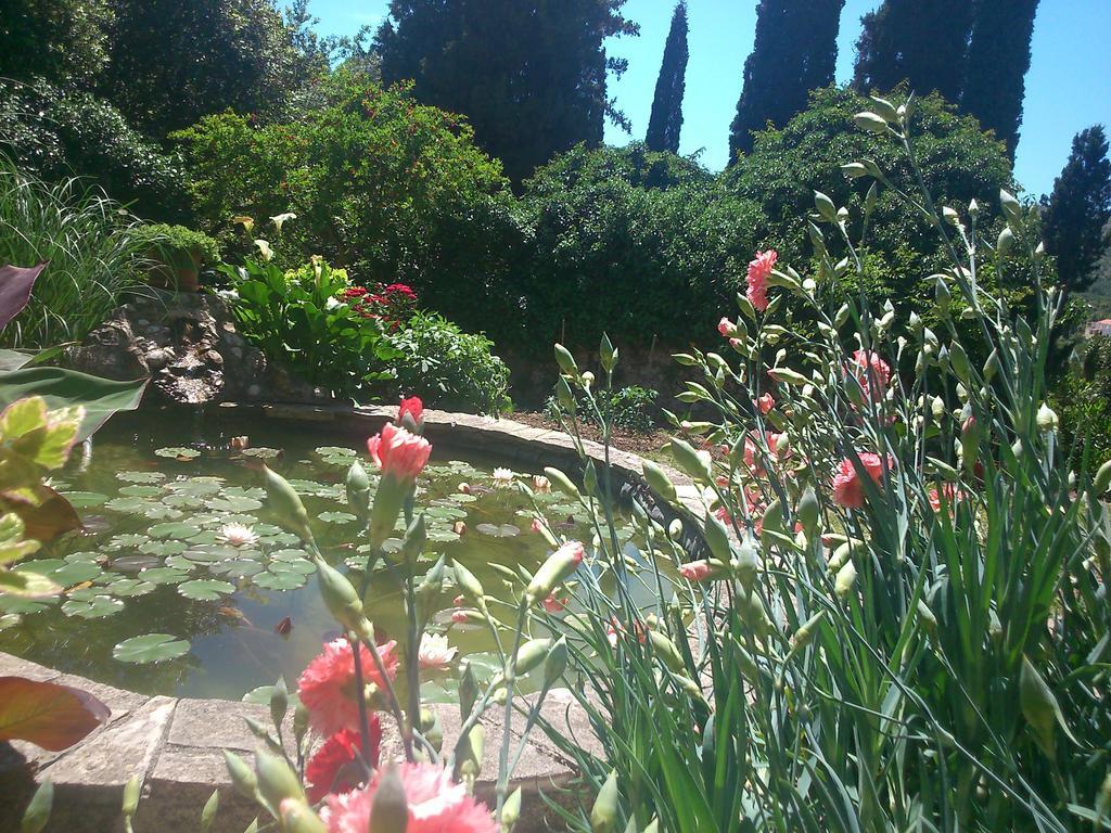 Antun Mozara Family House Bed and Breakfast Slano Buitenkant foto